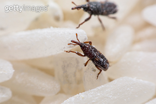 Destroyed Rice Rice weevil. or science names Sitophilus oryzae close up on white Rice ...