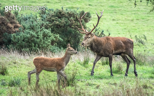 Spectacular red deer sighting during the annuall fall rut, including ...