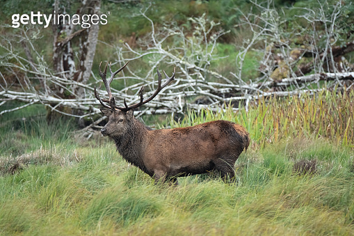 Spectacular red deer sighting during the annuall fall rut, including ...