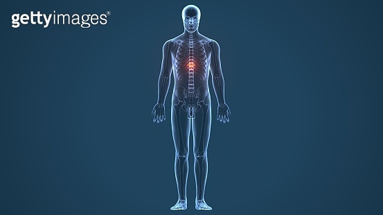 3d illustration of human body Spinal cord stock anatomy 이미지 (1060652332 ...