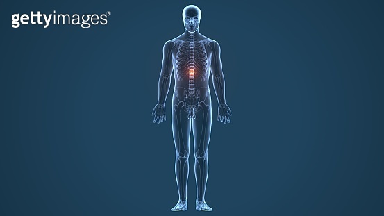 3d illustration of human body Spinal cord stock anatomy 이미지 (1060652260 ...