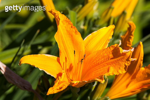 Hemerocallis ‘Golden Prize’ 이미지 (1013013752) - 게티이미지뱅크
