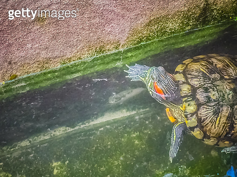 Cute Painted terrapin turtle (Batagur borneoensis) that forehead of ...