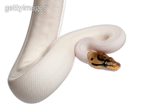 spider ball python or royal python (python regius),... Female Pied Spider Royal python, ball python, Python regius, 18 months ...