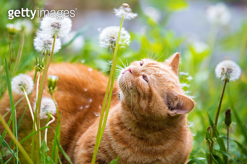 Portrait of a little kitten lying on the dandelion field. Cat enjoying ...
