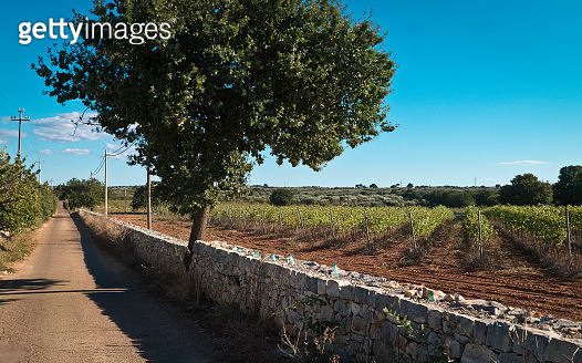 Apulia Country Vineyard and country road in Apulia land. 이미지 (1045367938) - 게티이미지뱅크
