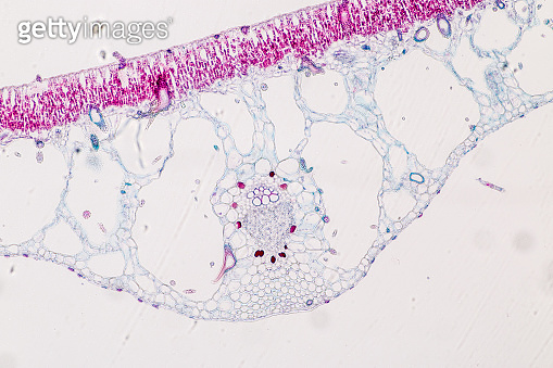Cross-section leaf of Plant under the microscope for classroom ...