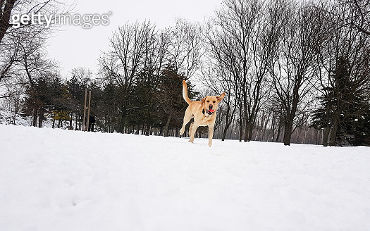 Labrador dog at snow 이미지 (928114332) - 게티이미지뱅크