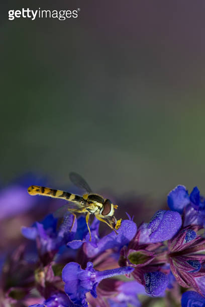 Hover fly Syrphidae collecting nectar from a flower 이미지 (1055467728 ...