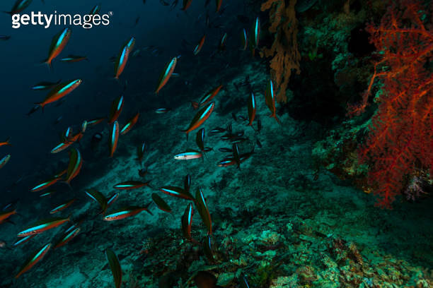Fish Rush Hour, Large Blue Streak Fusilier School, Romang Island