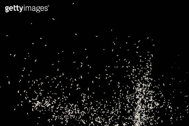 Rice Exploding Gif Raw white rice explosion. Raw rice up. (1017506060) - 게티이미지뱅크