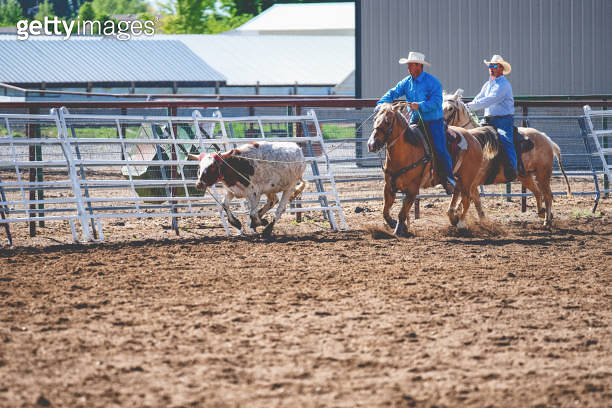 Two Young Cowboys on Horses Team Roping a Steer 이미지 (1089047610) - 게티이미지뱅크