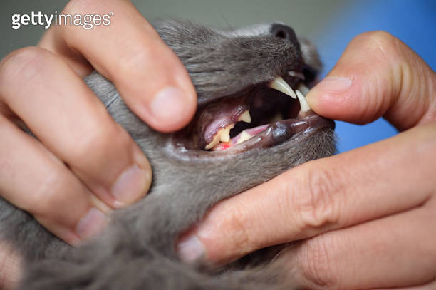 Cat desease FORL Feline Tooth Resorption 이미지 (1172692987) - 게티이미지뱅크