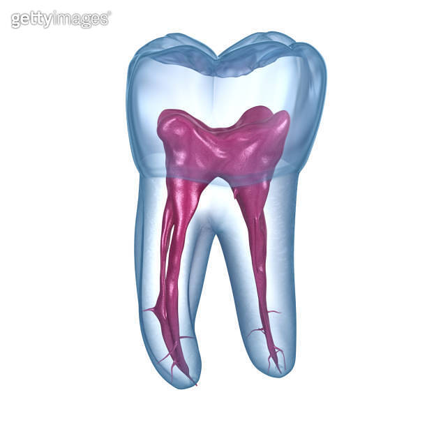 Dental root anatomy - First maxillary molar tooth. Medically accurate ...