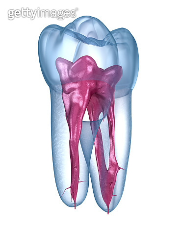 Dental root anatomy - First maxillary molar tooth. Medically accurate ...