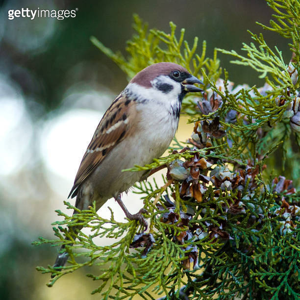 Sparrow eats juniper nuts on a tree branch 이미지 (1182685689) 게티이미지뱅크