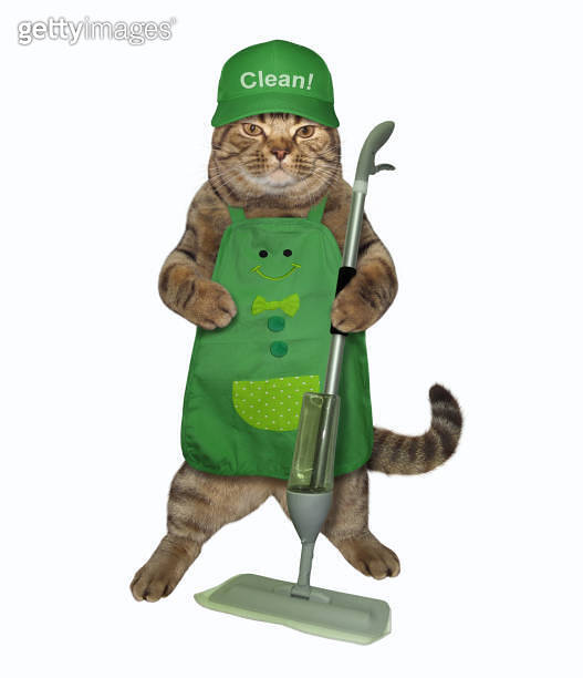 Cat cleans with a spray mop 이미지 (1164096740) 게티이미지뱅크