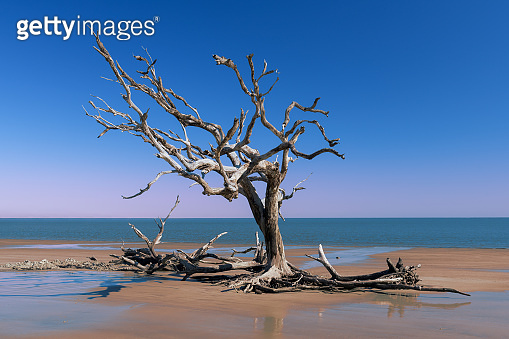 Driftwood Beach on Jekyll Island 이미지 (1094034506) - 게티이미지뱅크