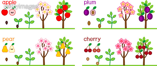 Set with life cycles of different garden fruit trees (apple, pear, plum ...