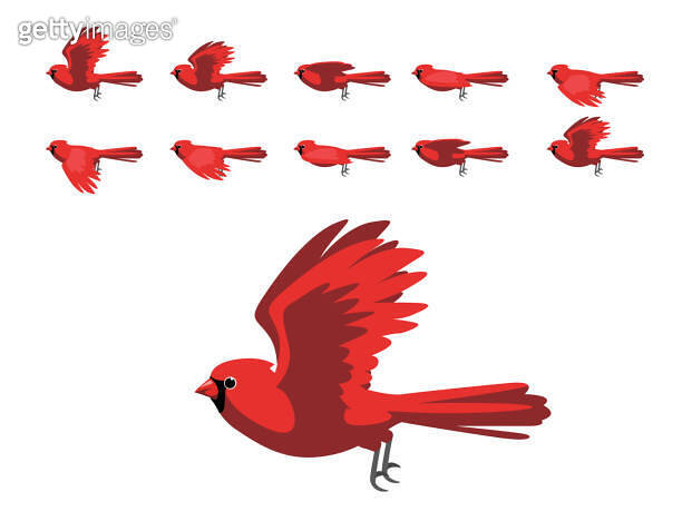 Flying Cardinal Animation Scarlet Cardinal Flying Animation Cute Cartoon Vector Illustration ...