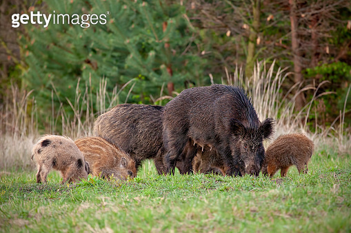 Spring Wild Group Wild sow with little stripped piglets grazing in fresh spring nature ...