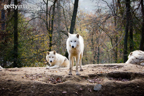 White wolves in nature 이미지 (1185092857) - 게티이미지뱅크