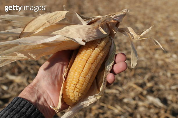 Hand holding a dry ear of corn against blurred harvested corn field 이미지 ...
