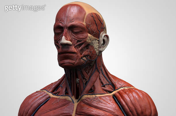 Human body anatomy of a man - muscles structure of a male, front view ...