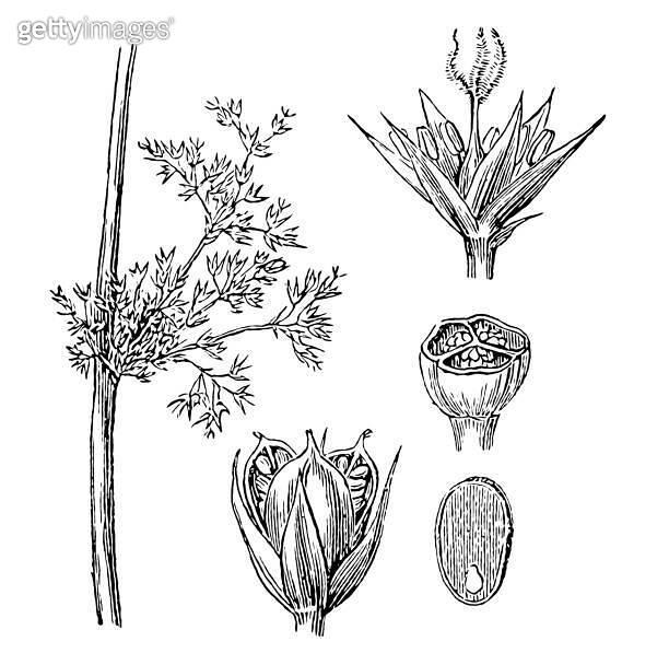 Juncus effusus, with the common names common rush or soft rush ...