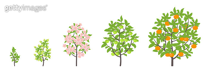 Mandarin tree growth stages. Vector illustration. Ripening period ...