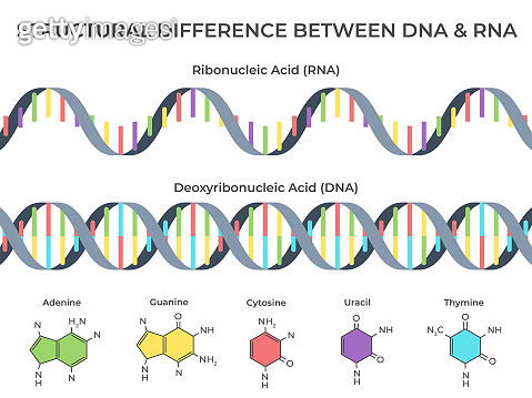 Infographic DNA and RNA spiral. Ribonucleic vs deoxyribonucleic acid ...