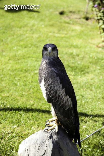 Eagle real falconry 이미지 (1168251431) - 게티이미지뱅크