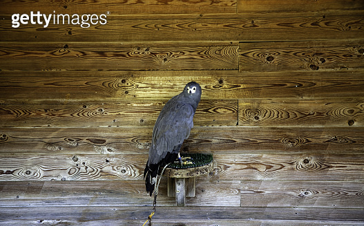 Eagle real falconry 이미지 (1174383164) - 게티이미지뱅크