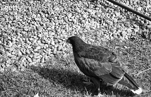 Eagle real falconry 이미지 (1177920616) - 게티이미지뱅크