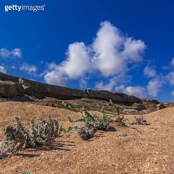 Succulent plants grow in a shell rock 이미지 (1176068115) 게티이미지뱅크