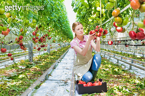 Young female farmer picking tomatoes in greenhouse 이미지 (1192810048 ...