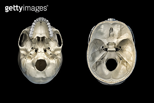 Human skull transversal cross-section and bottom view. (1140420472 ...