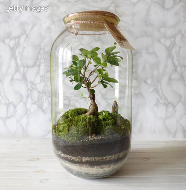 Small decoration plants in a glass bottle/garden terrarium bottle