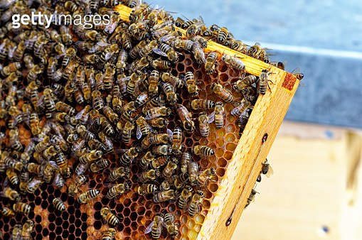Caring Bees Beehives of a beekeeper caring for bees with honeycombs and honeybees ...