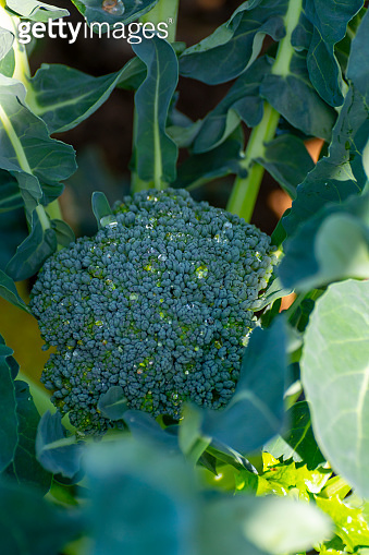 Double Row Broccoli Farm field with rows of young green broccoli cabbage plants growing ...