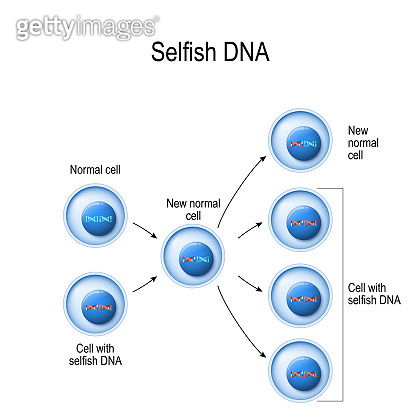Normal Dna Cell Selfish Gene. Cells with normal DNA and Selfish DNA. genetic research ...