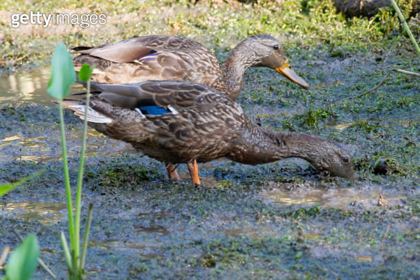 Ducks dig for bugs in the mud 이미지 (1164710322) - 게티이미지뱅크