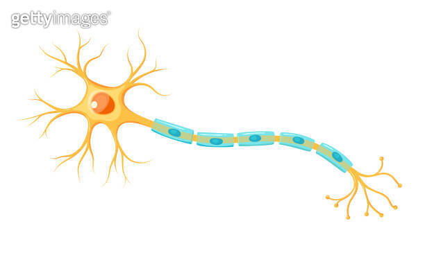 Illustration of neuron anatomy. Vector infographic (nerve cell axon and ...