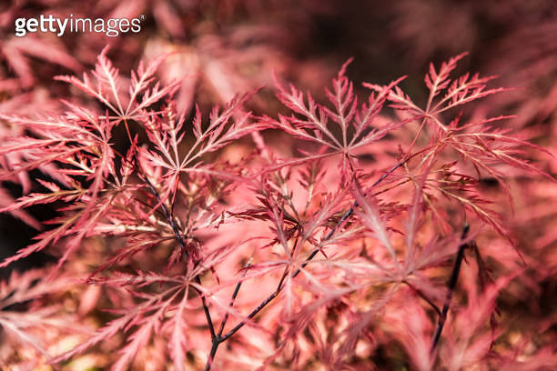 shop-5-5-gallon-dwarf-red-japanese-maple-feature-tree-l17076-at-lowes