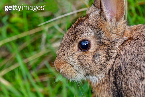 Bc Wild Rabbit wild rabbit in Boundary Bay Park, Delta, BC, Canada (1179032078) - 게티이미지뱅크