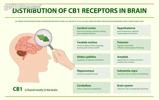 Distribution of CB1 Receptors in Brain horizontal infographic ...