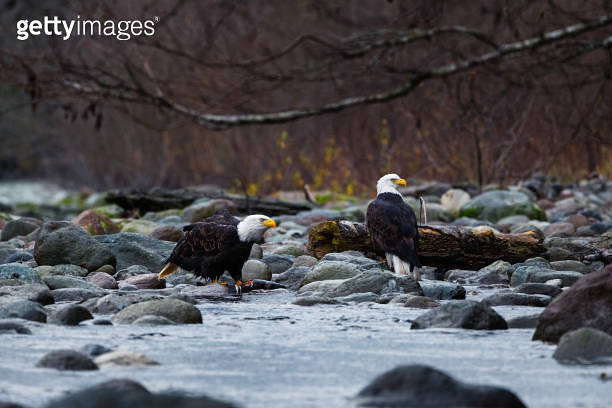 Close-up of Bald Eagles eating salmon next to the river while raining