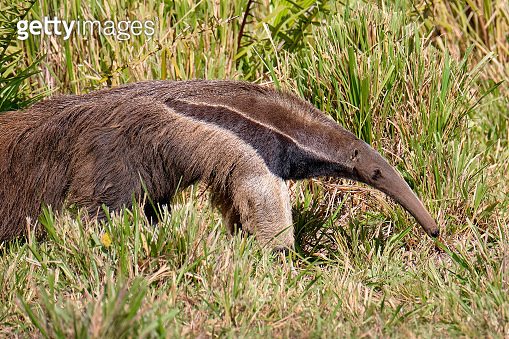 Giant Anteater, Myrmecophaga Tridactyla, also known as the Ant Bear ...