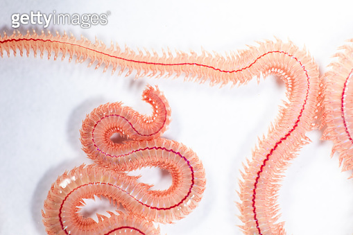 Sandworm Types Sand Worm (Perinereis sp.) is the same species as sea worms (Polychaete ...