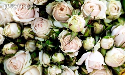 Pastel Pink Tea Roses Background (1125900508) - 게티이미지뱅크